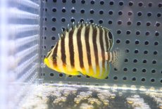 画像2: 【海水魚・ヤッコ】【通販】状態良好♪シマヤッコ（SMサイズ)(個体販売）（±5.5cm） No.4（生体）(海水魚) (2)