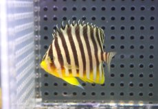 画像1: 【海水魚・ヤッコ】【通販】状態良好♪シマヤッコ（SMサイズ)(個体販売）（±5.5cm） No.5（生体）(海水魚) (1)