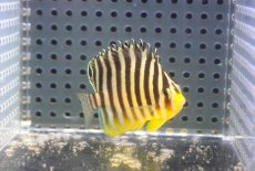 画像2: 【海水魚・ヤッコ】【通販】状態良好♪シマヤッコ（SMサイズ)(個体販売）（±5.5cm） No.5（生体）(海水魚) (2)