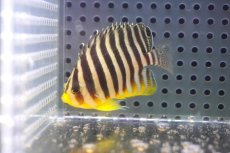 画像1: 【海水魚・ヤッコ】【通販】状態良好♪シマヤッコ（Mサイズ)(個体販売）（±6cm） No.6（生体）(海水魚) (1)