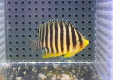 画像2: 【海水魚・ヤッコ】【通販】状態良好♪シマヤッコ（Mサイズ)(個体販売）（±6cm） No.6（生体）(海水魚) (2)