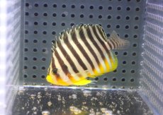 画像1: 【海水魚・ヤッコ】【通販】状態良好♪シマヤッコ（Mサイズ)(個体販売）（±6cm） No.7（生体）(海水魚) (1)