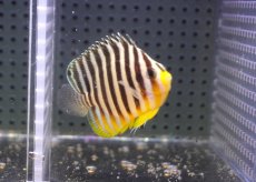 画像2: 【海水魚・ヤッコ】【通販】状態良好♪シマヤッコ（Mサイズ)(個体販売）（±6cm） No.7（生体）(海水魚) (2)