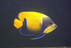 画像1: 【海水魚・ヤッコ】【通販】人工飼料OK♪イナズマヤッコ（MLサイズ）(個体販売）（±14cm） （生体）(海水魚) (1)