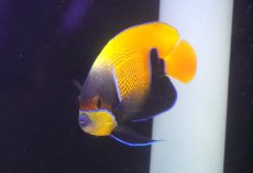 画像2: 【海水魚・ヤッコ】【通販】人工飼料OK♪イナズマヤッコ（MLサイズ）(個体販売）（±14cm） （生体）(海水魚) (2)