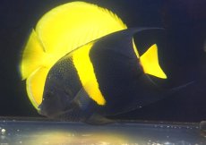 画像2: 【海水魚・ヤッコ】【通販】人工飼料OK♪アズファー（MLサイズ）(個体販売）（±16cm） （生体）(海水魚) (2)