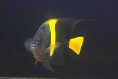 画像3: 【海水魚・ヤッコ】【通販】人工飼料OK♪アズファー（MLサイズ）(個体販売）（±16cm） （生体）(海水魚) (3)