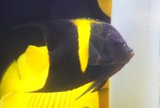 画像4: 【海水魚・ヤッコ】【通販】人工飼料OK♪アズファー（MLサイズ）(個体販売）（±16cm） （生体）(海水魚) (4)