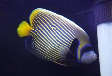 画像1: 【海水魚・ヤッコ】【通販】人工飼料OK♪タテジマキンチャクダイ（XLサイズ）(個体販売）（±22cm） （生体）(海水魚) (1)