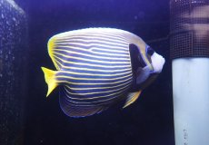 画像2: 【海水魚・ヤッコ】【通販】人工飼料OK♪タテジマキンチャクダイ（XLサイズ）(個体販売）（±22cm） （生体）(海水魚) (2)