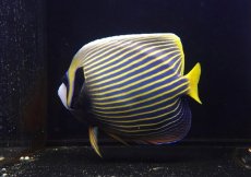 画像3: 【海水魚・ヤッコ】【通販】人工飼料OK♪タテジマキンチャクダイ（XLサイズ）(個体販売）（±22cm） （生体）(海水魚) (3)