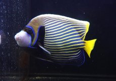 画像4: 【海水魚・ヤッコ】【通販】人工飼料OK♪タテジマキンチャクダイ（XLサイズ）(個体販売）（±22cm） （生体）(海水魚) (4)