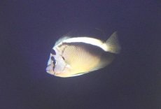 画像1: 【海水魚・ヤッコ】【通販】人工飼料OK♪グリフィスエンゼル（SMサイズ）(個体販売）（±8cm） （生体）(海水魚) (1)