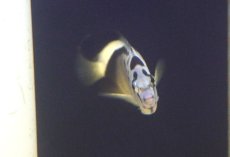 画像2: 【海水魚・ヤッコ】【通販】人工飼料OK♪グリフィスエンゼル（SMサイズ）(個体販売）（±8cm） （生体）(海水魚) (2)