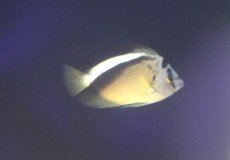 画像3: 【海水魚・ヤッコ】【通販】人工飼料OK♪グリフィスエンゼル（SMサイズ）(個体販売）（±8cm） （生体）(海水魚) (3)