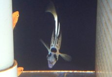 画像4: 【海水魚・ヤッコ】【通販】人工飼料OK♪グリフィスエンゼル（SMサイズ）(個体販売）（±8cm） （生体）(海水魚) (4)