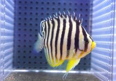 画像1: 【海水魚・ヤッコ】【通販】【マーシャル島産】シマヤッコ（イエローバンド）MLサイズ(個体販売）（±7.5cm） （生体）(海水魚) (1)