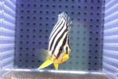 画像2: 【海水魚・ヤッコ】【通販】【マーシャル島産】シマヤッコ（イエローバンド）MLサイズ(個体販売）（±7.5cm） （生体）(海水魚) (2)