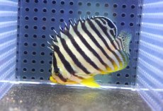 画像3: 【海水魚・ヤッコ】【通販】【マーシャル島産】シマヤッコ（イエローバンド）MLサイズ(個体販売）（±7.5cm） （生体）(海水魚) (3)