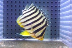 画像4: 【海水魚・ヤッコ】【通販】【マーシャル島産】シマヤッコ（イエローバンド）MLサイズ(個体販売）（±7.5cm） （生体）(海水魚) (4)