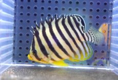 画像5: 【海水魚・ヤッコ】【通販】【マーシャル島産】シマヤッコ（イエローバンド）MLサイズ(個体販売）（±7.5cm） （生体）(海水魚) (5)