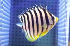 画像6: 【海水魚・ヤッコ】【通販】【マーシャル島産】シマヤッコ（イエローバンド）MLサイズ(個体販売）（±7.5cm） （生体）(海水魚) (6)