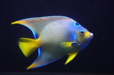 画像1: 【海水魚・ヤッコ】【通販】【ベリーズ産】極青♪クイーンエンゼル（Lサイズ）(個体販売）（±15cm） No.1（生体）(海水魚) (1)