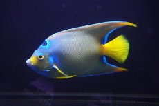 画像2: 【海水魚・ヤッコ】【通販】【ベリーズ産】極青♪クイーンエンゼル（Lサイズ）(個体販売）（±15cm） No.1（生体）(海水魚) (2)