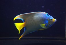 画像3: 【海水魚・ヤッコ】【通販】【ベリーズ産】極青♪クイーンエンゼル（Lサイズ）(個体販売）（±15cm） No.1（生体）(海水魚) (3)