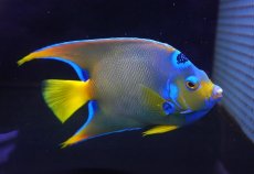 画像4: 【海水魚・ヤッコ】【通販】【ベリーズ産】極青♪クイーンエンゼル（Lサイズ）(個体販売）（±15cm） No.1（生体）(海水魚) (4)
