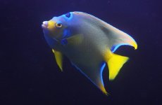 画像5: 【海水魚・ヤッコ】【通販】【ベリーズ産】極青♪クイーンエンゼル（Lサイズ）(個体販売）（±15cm） No.1（生体）(海水魚) (5)