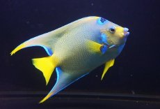 画像1: 【海水魚・ヤッコ】【通販】【ベリーズ産】極美♪クイーンエンゼル（XLサイズ）(個体販売）（±19cm） No.2（生体）(海水魚) (1)