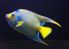 画像2: 【海水魚・ヤッコ】【通販】【ベリーズ産】極美♪クイーンエンゼル（XLサイズ）(個体販売）（±19cm） No.2（生体）(海水魚) (2)