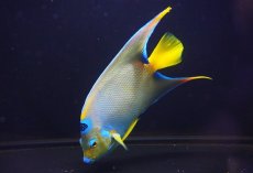 画像3: 【海水魚・ヤッコ】【通販】【ベリーズ産】極美♪クイーンエンゼル（XLサイズ）(個体販売）（±19cm） No.2（生体）(海水魚) (3)