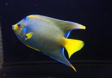 画像4: 【海水魚・ヤッコ】【通販】【ベリーズ産】極美♪クイーンエンゼル（XLサイズ）(個体販売）（±19cm） No.2（生体）(海水魚) (4)