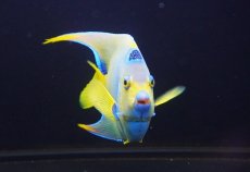 画像5: 【海水魚・ヤッコ】【通販】【ベリーズ産】極美♪クイーンエンゼル（XLサイズ）(個体販売）（±19cm） No.2（生体）(海水魚) (5)