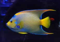 画像1: 【海水魚・ヤッコ】【通販】【ベリーズ産】極美♪クイーンエンゼル（XXLサイズ）(個体販売）（±21cm） No.3（生体）(海水魚) (1)