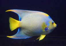 画像2: 【海水魚・ヤッコ】【通販】【ベリーズ産】極美♪クイーンエンゼル（XXLサイズ）(個体販売）（±21cm） No.3（生体）(海水魚) (2)