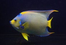 画像3: 【海水魚・ヤッコ】【通販】【ベリーズ産】極美♪クイーンエンゼル（XXLサイズ）(個体販売）（±21cm） No.3（生体）(海水魚) (3)