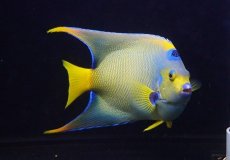 画像4: 【海水魚・ヤッコ】【通販】【ベリーズ産】極美♪クイーンエンゼル（XXLサイズ）(個体販売）（±21cm） No.3（生体）(海水魚) (4)