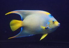 画像5: 【海水魚・ヤッコ】【通販】【ベリーズ産】極美♪クイーンエンゼル（XXLサイズ）(個体販売）（±21cm） No.3（生体）(海水魚) (5)