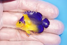 画像1: 【海水魚・ヤッコ】【通販】人工飼料OK♪【国産ブリード】スミレヤッコ（Sサイズ）(個体販売）（±4cm） No.1（生体）(海水魚) (1)