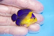 画像2: 【海水魚・ヤッコ】【通販】人工飼料OK♪【国産ブリード】スミレヤッコ（Sサイズ）(個体販売）（±4cm） No.1（生体）(海水魚) (2)