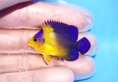 画像1: 【海水魚・ヤッコ】【通販】人工飼料OK♪【国産ブリード】スミレヤッコ（Sサイズ）(個体販売）（±4cm） No.2（生体）(海水魚) (1)