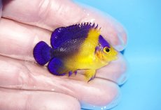 画像2: 【海水魚・ヤッコ】【通販】人工飼料OK♪【国産ブリード】スミレヤッコ（Sサイズ）(個体販売）（±4cm） No.2（生体）(海水魚) (2)