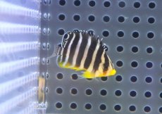 画像1: 【海水魚・ヤッコ】【通販】人工飼料OK♪【国産ブリード】シマヤッコ（Sサイズ/太バンド）(個体販売）（±3.5cm） No.1（生体）(海水魚) (1)