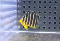 画像2: 【海水魚・ヤッコ】【通販】人工飼料OK♪【国産ブリード】シマヤッコ（Sサイズ/太バンド）(個体販売）（±3.5cm） No.1（生体）(海水魚) (2)