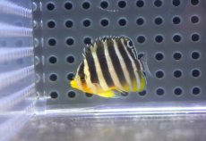 画像1: 【海水魚・ヤッコ】【通販】人工飼料OK♪【国産ブリード】シマヤッコ（Sサイズ/太バンド）(個体販売）（±3.5cm） No.2（生体）(海水魚) (1)