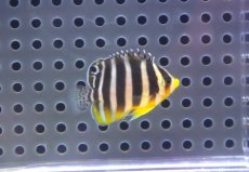 画像2: 【海水魚・ヤッコ】【通販】人工飼料OK♪【国産ブリード】シマヤッコ（Sサイズ/太バンド）(個体販売）（±3.5cm） No.2（生体）(海水魚) (2)