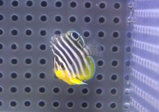 画像1: 【海水魚・ヤッコ】【通販】人工飼料OK♪【国産ブリード】シマヤッコ（Sサイズ/太バンド）(個体販売）（±3.5cm） No.3（生体）(海水魚) (1)